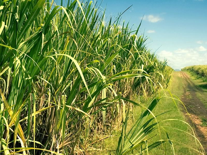 Alteração genética radical na cana-de-açúcar pode abrir novo mercado no futuro